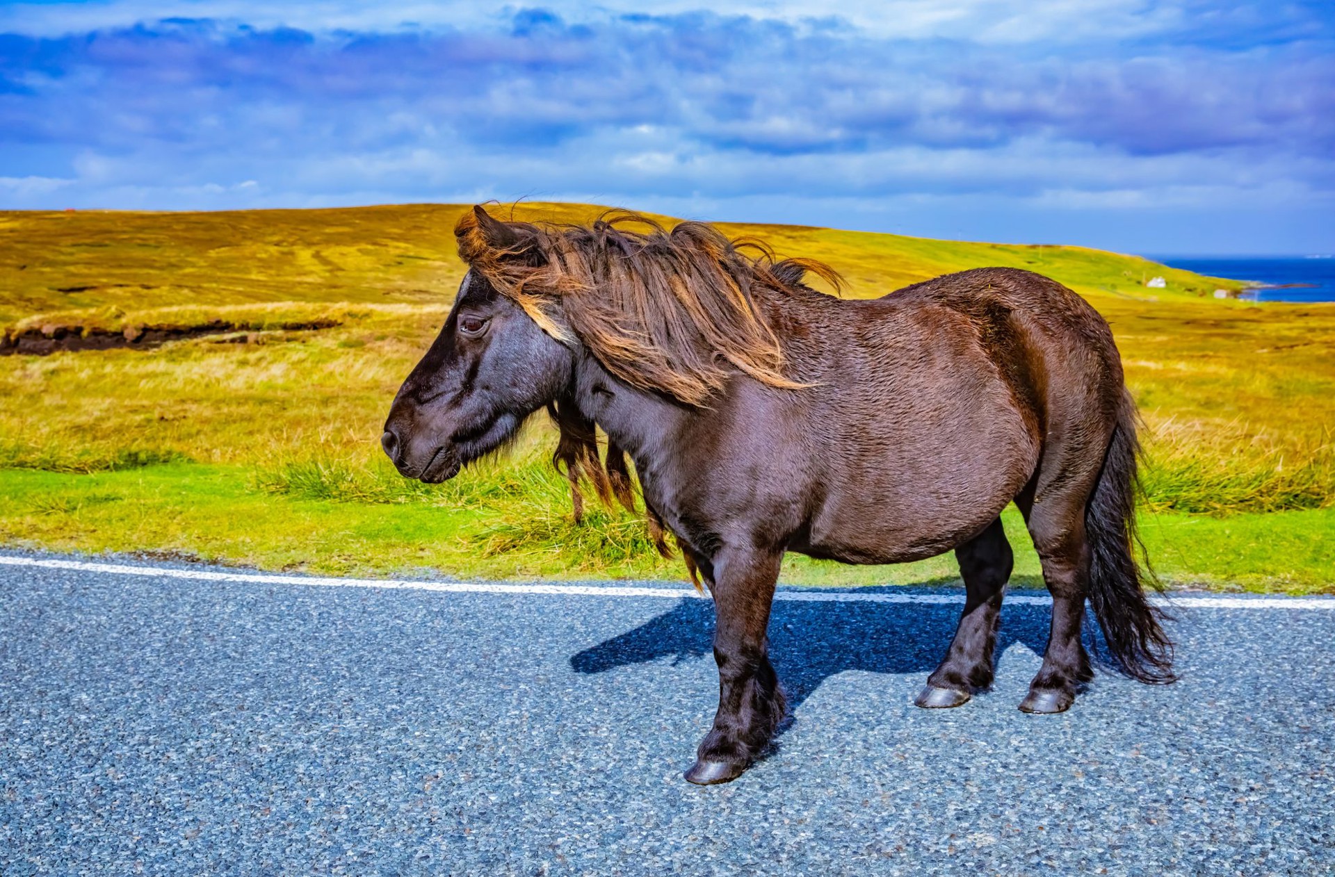 Shetland Pony